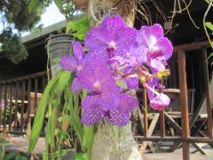 Thailand's Official Flower - the Orchid