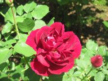One of the many varieties of roses in the Rose Garden.