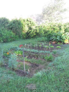 My vegetable garden.