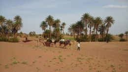 The camels for our trek