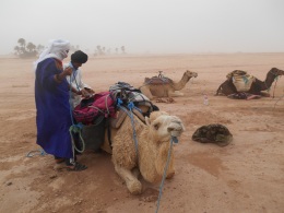 Trying to load up the camels