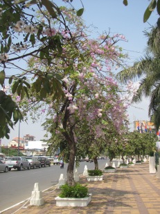 Pretty street scene in Phnom Penh
