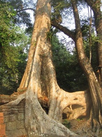 Huge kapok trees growing into the ruins of the Ankor empire