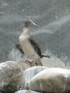 A blue-footed boobie at the Cuenca zoo.