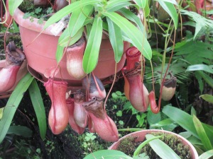 Ecuador has many different species of orchids at the Botanical Gardens.