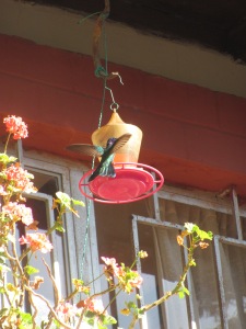 Huge hummingbirds were everywhere in our garden.
