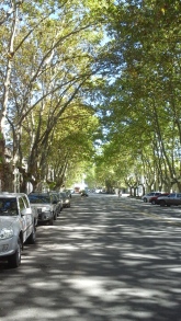 A sycamore lined street.