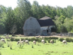 A sheep farm in Annapolis Co.