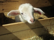 One of his baby lambs waiting to be fed